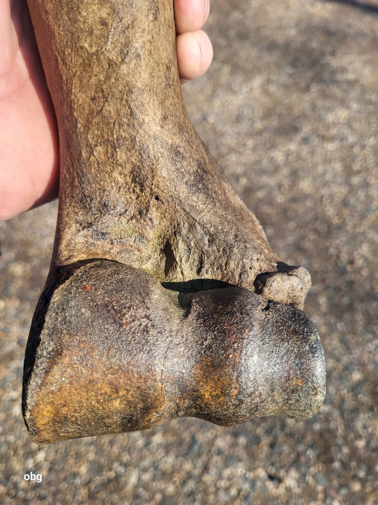 Historic Bison Humerus Bone not a fossil