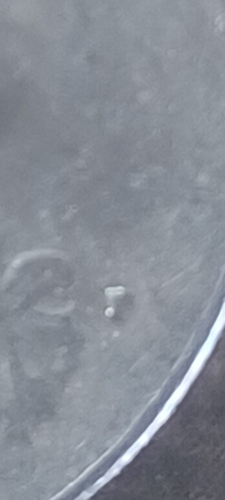 1984 - P - Washington Quarter Mint Error