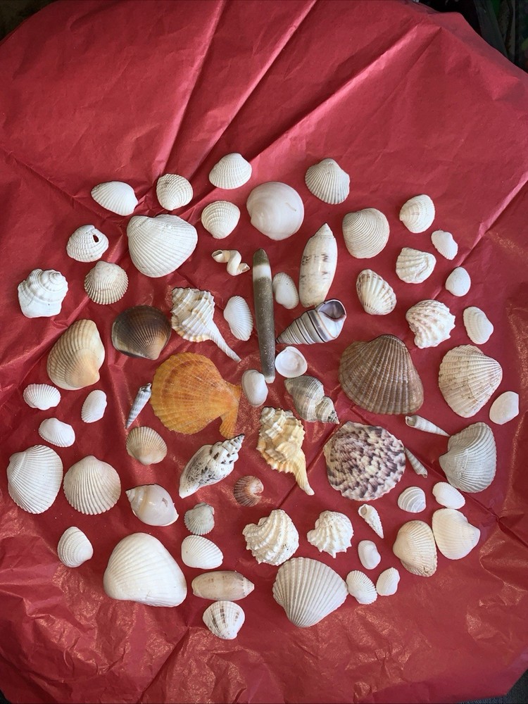 Seashell Lot Various Sizes and Shells Beautiful Selection Craft Beach 50+ Shells