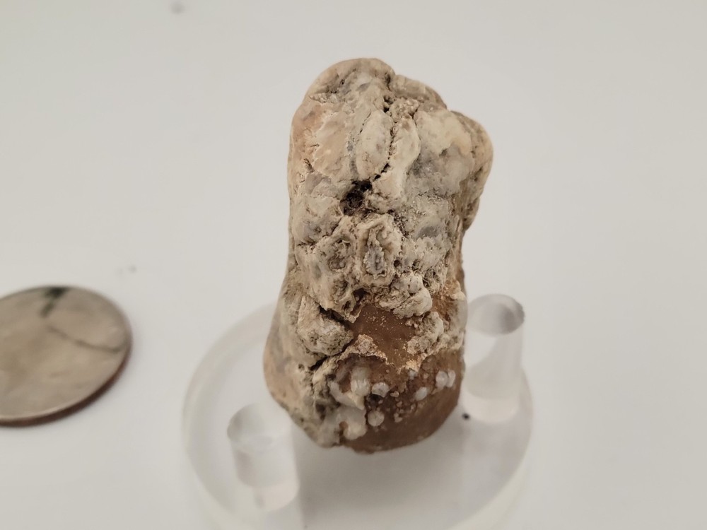 Real Permineralized Reptile Egg Fossil