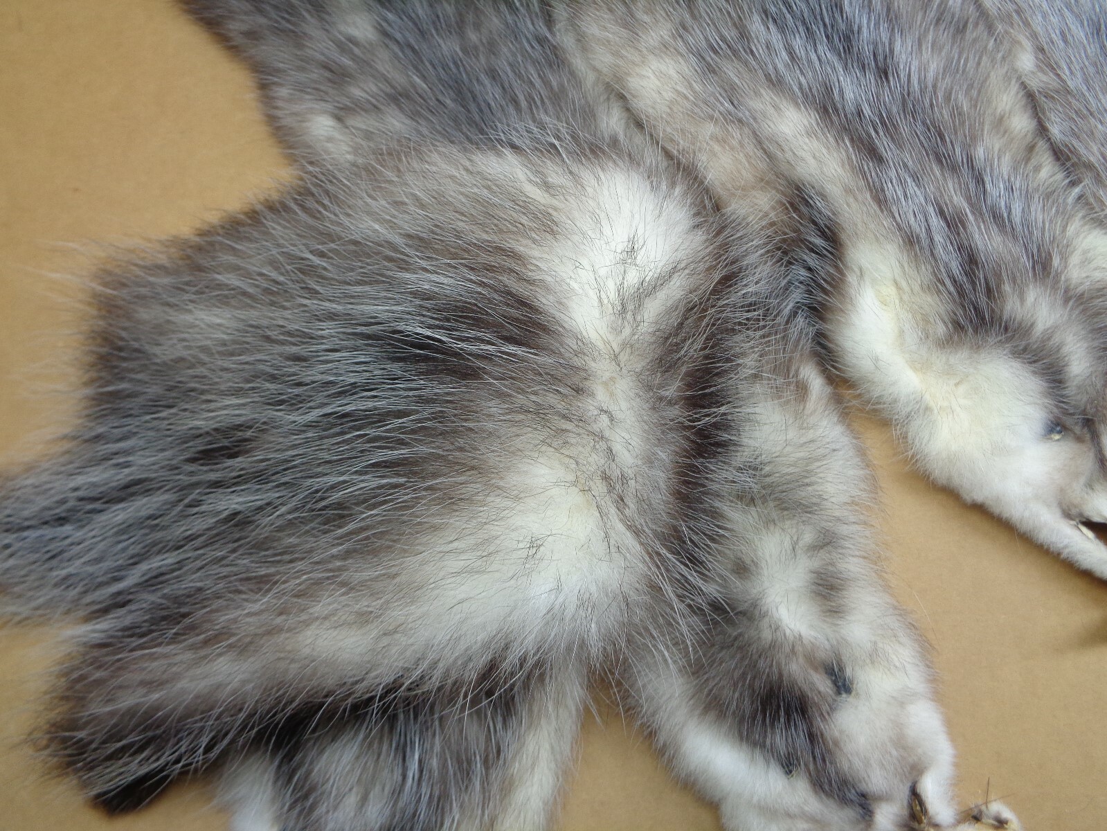 Professionally Tanned #2 L Opossum Hide/Furs/Taxidermy/Crafts/Real USA Furs