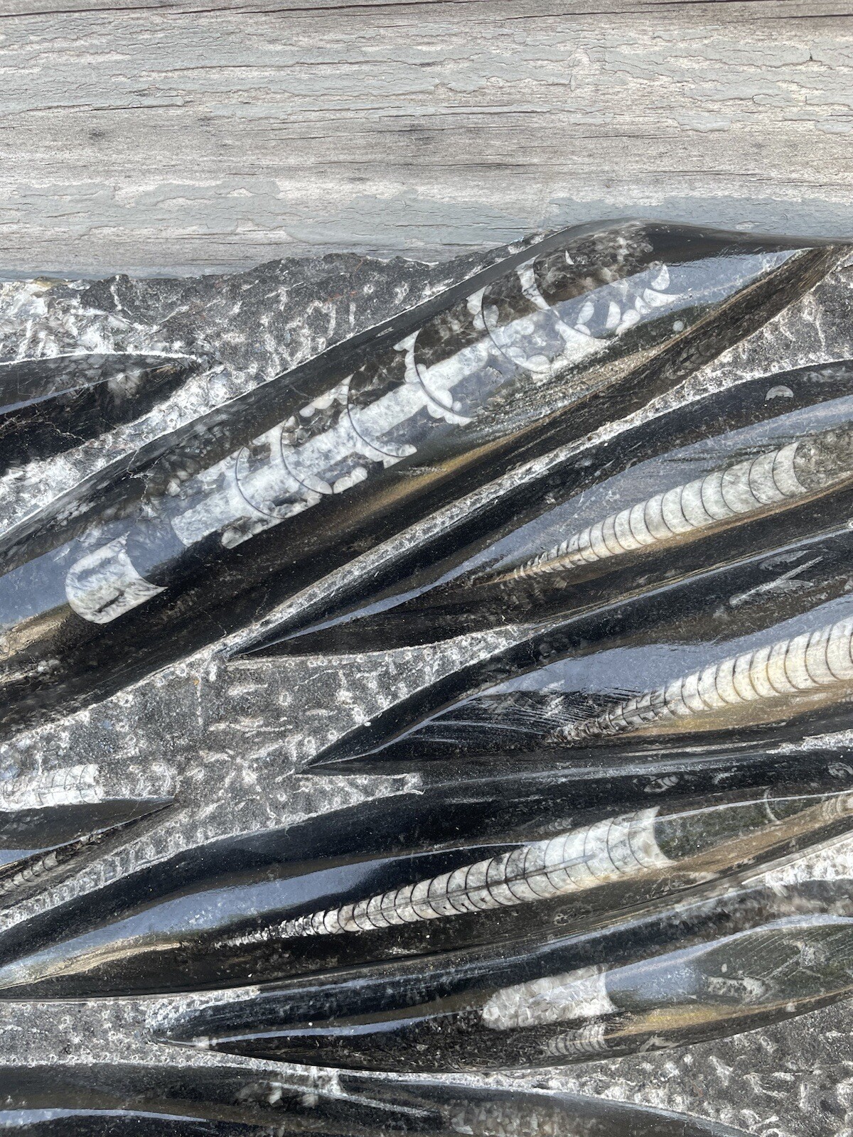 Polished Orthoceras Fossil Black Stone Slab Beautiful ❤️❤️❤️