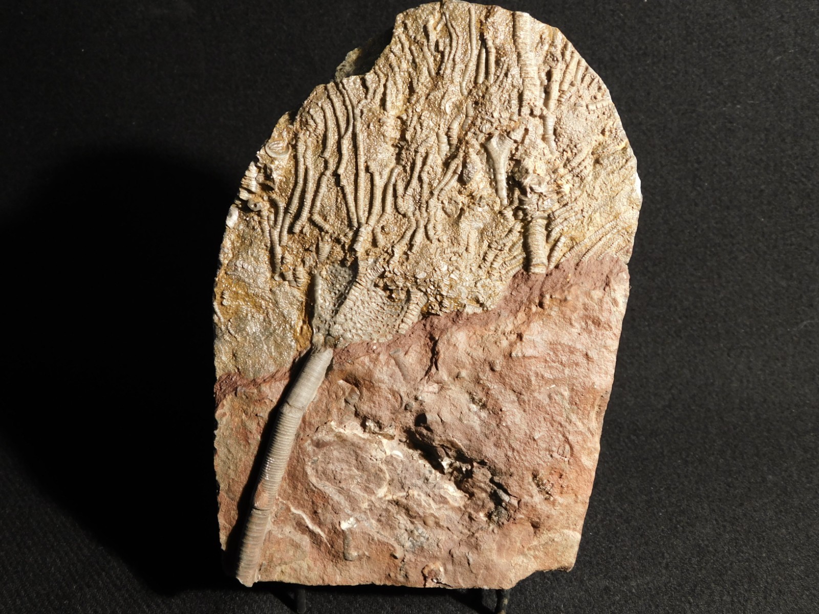 Larger! 430 Million Year Old! CRINOID Fossil or Sea LILY Fossil Morocco 601gr