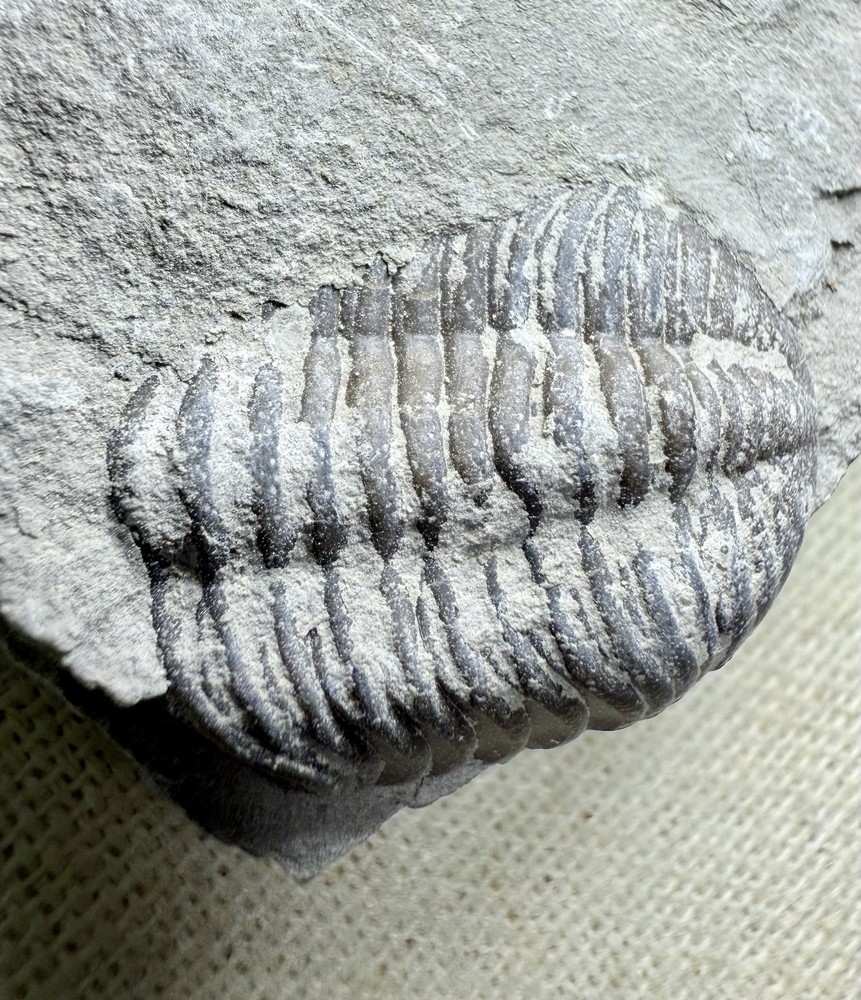 Phacops Trilobite ~ Silica Formation ~ Ohio ~ Devonian Period