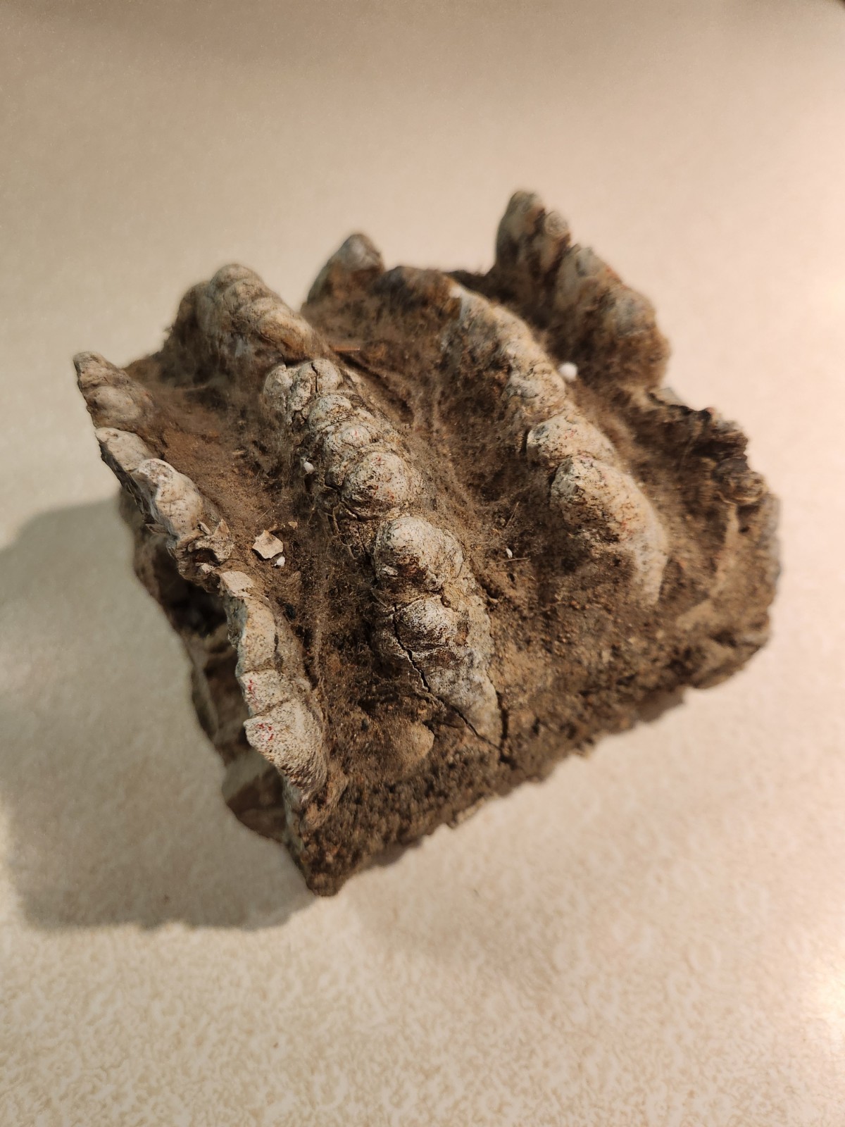 Ammonite Stegodon Partial Fossil Molar Java Indonesia 4x4x4 Inches