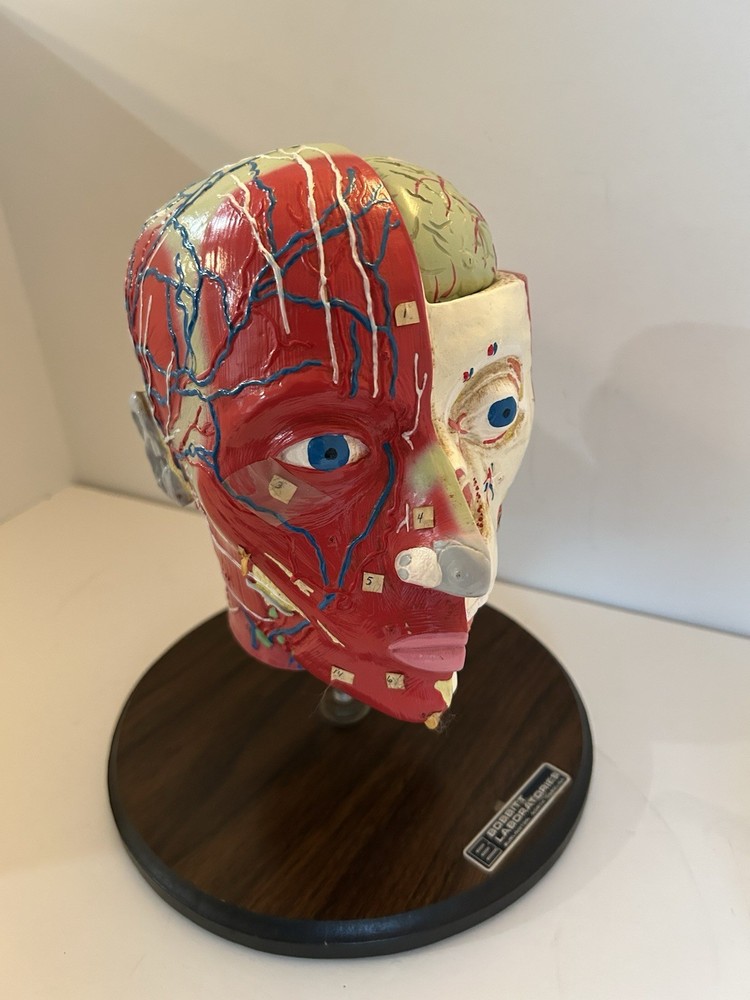 Bobbitt Laboratories Anatomical Half Head Model Removable Brain Vintage