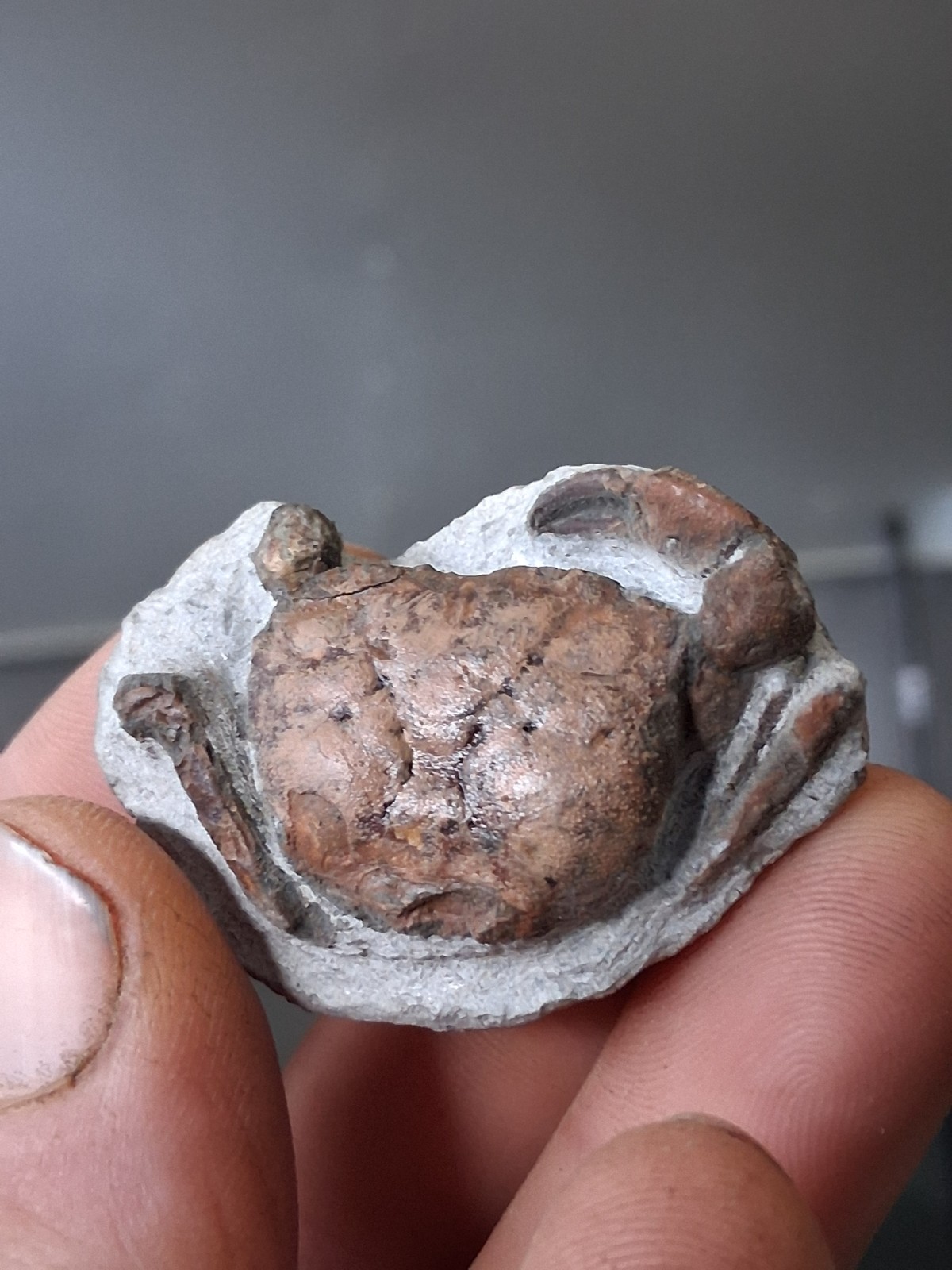 Branchioplax Crab Fossil Specimen Washington State