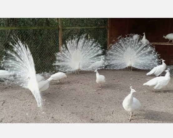 6+ VARIETY PACK PEACOCK PEAFOWL EGGS for HATCHING, Read Full Description