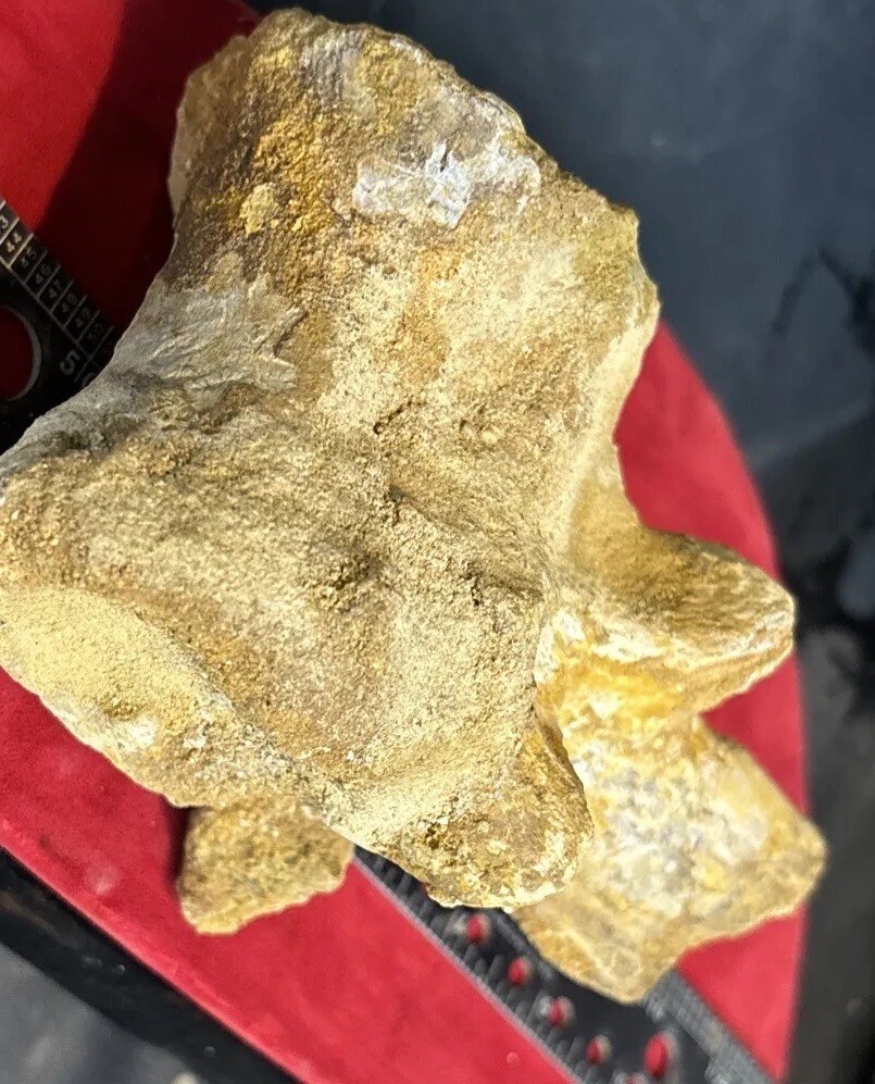 Mosasaurus vertebrae