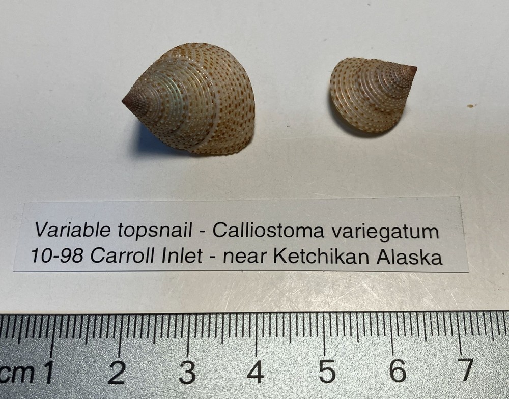 Calliostoma variegatum. Variable Topsnails. Two snails. Largest 20 mm