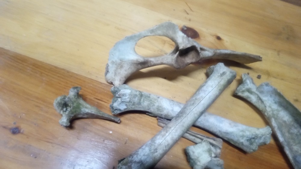 Pirate Bones