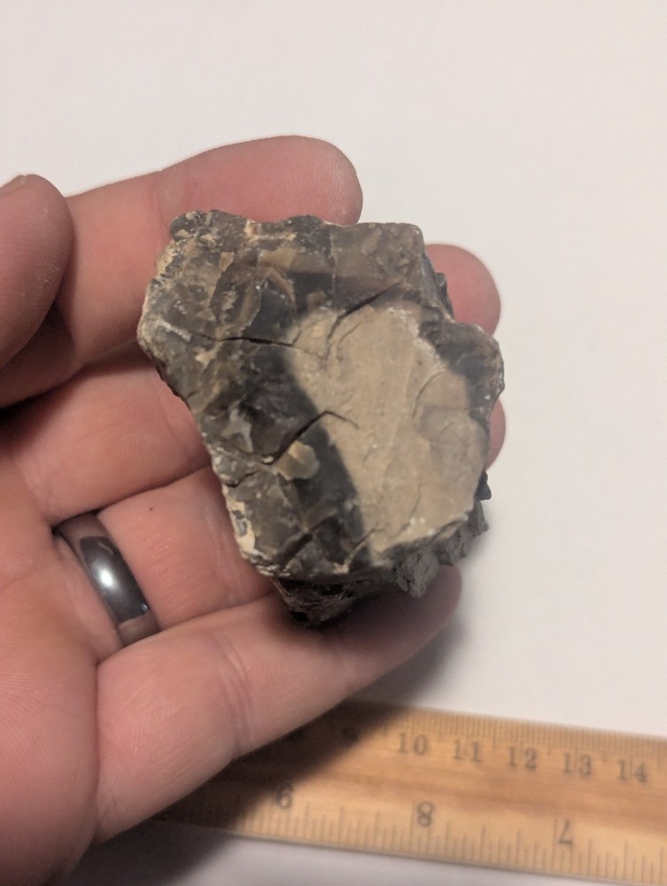 Funky Petrified Wood Natural Stone