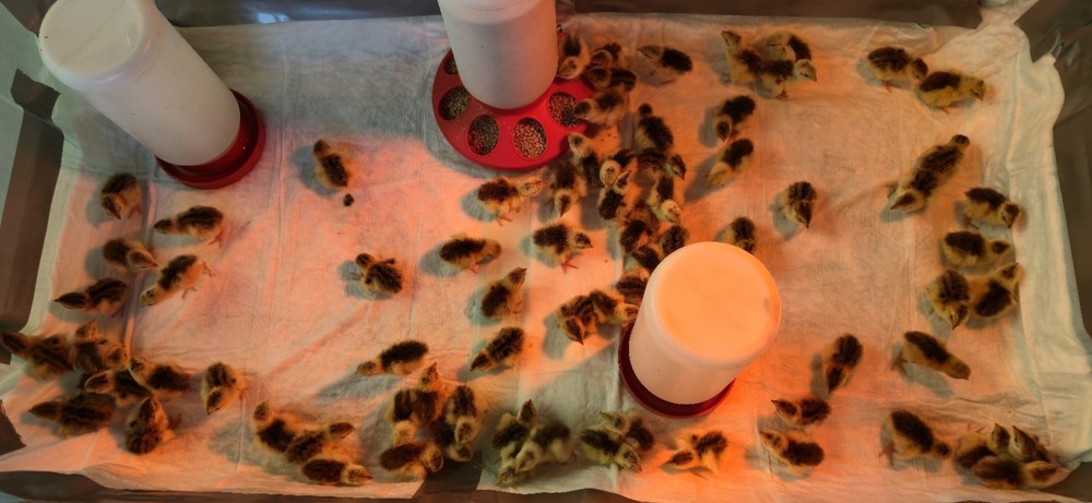 36 Celadon Coturnix Quail Hatching Eggs, True Blue