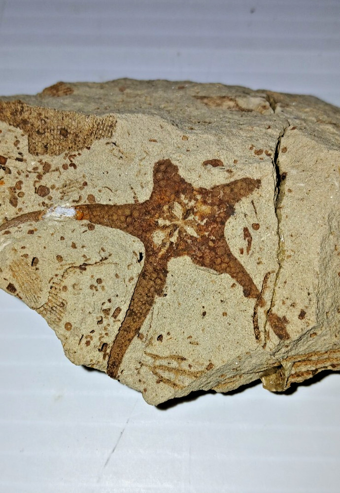 Starfish Fossil