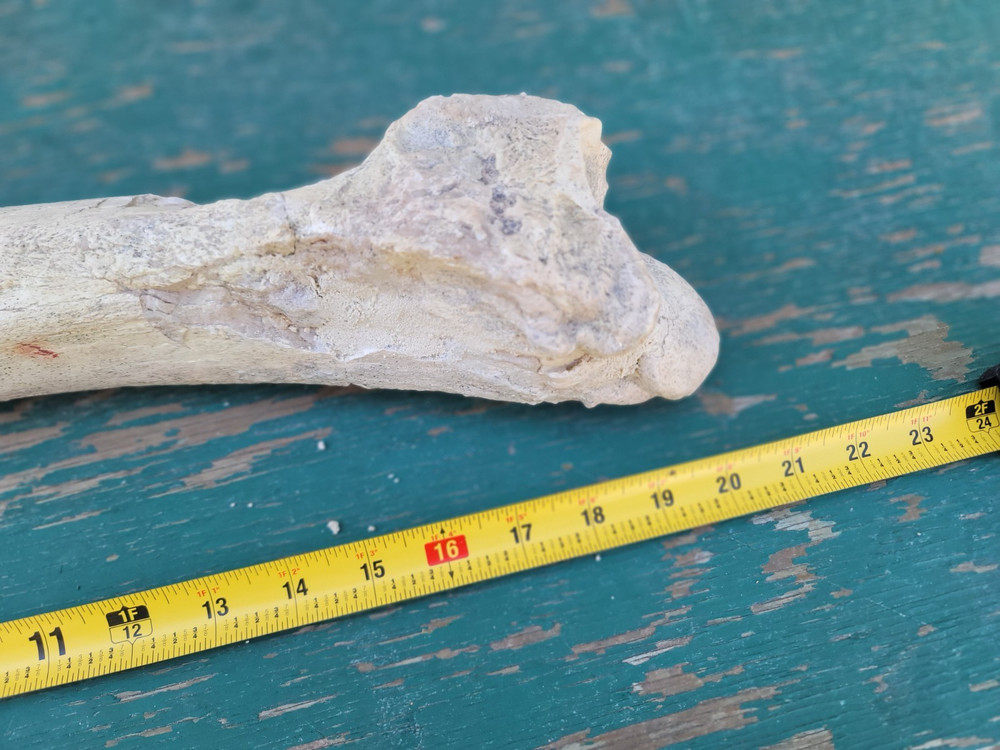 Titanothere Brontothere matched Radius and Ulna large leg bones complete example