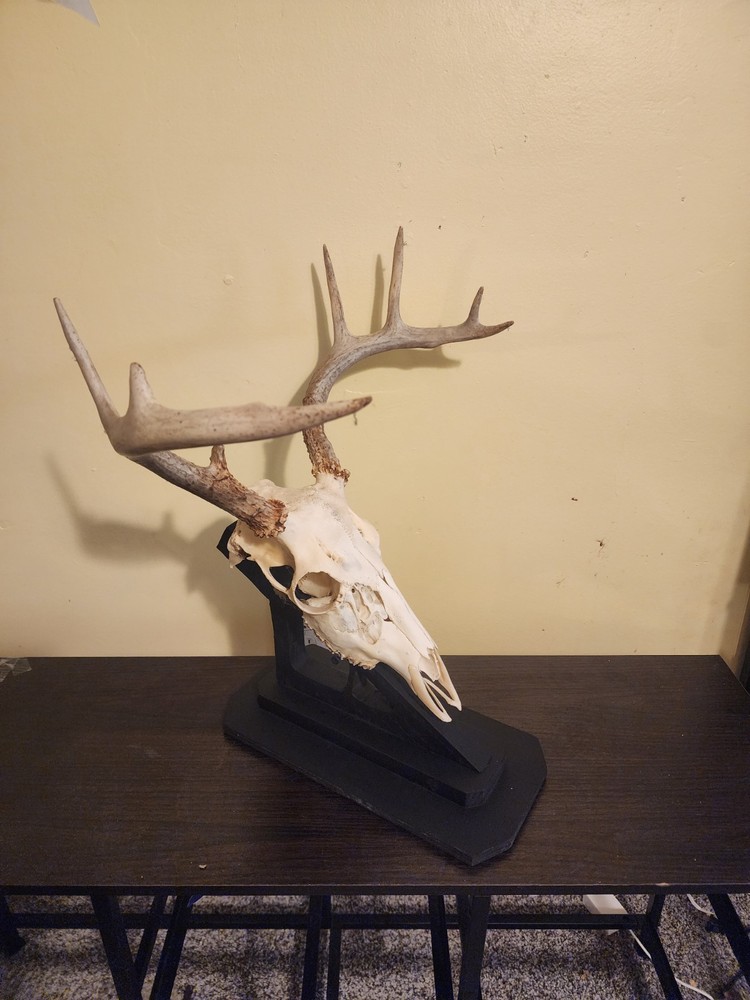 Deer skull mount for table