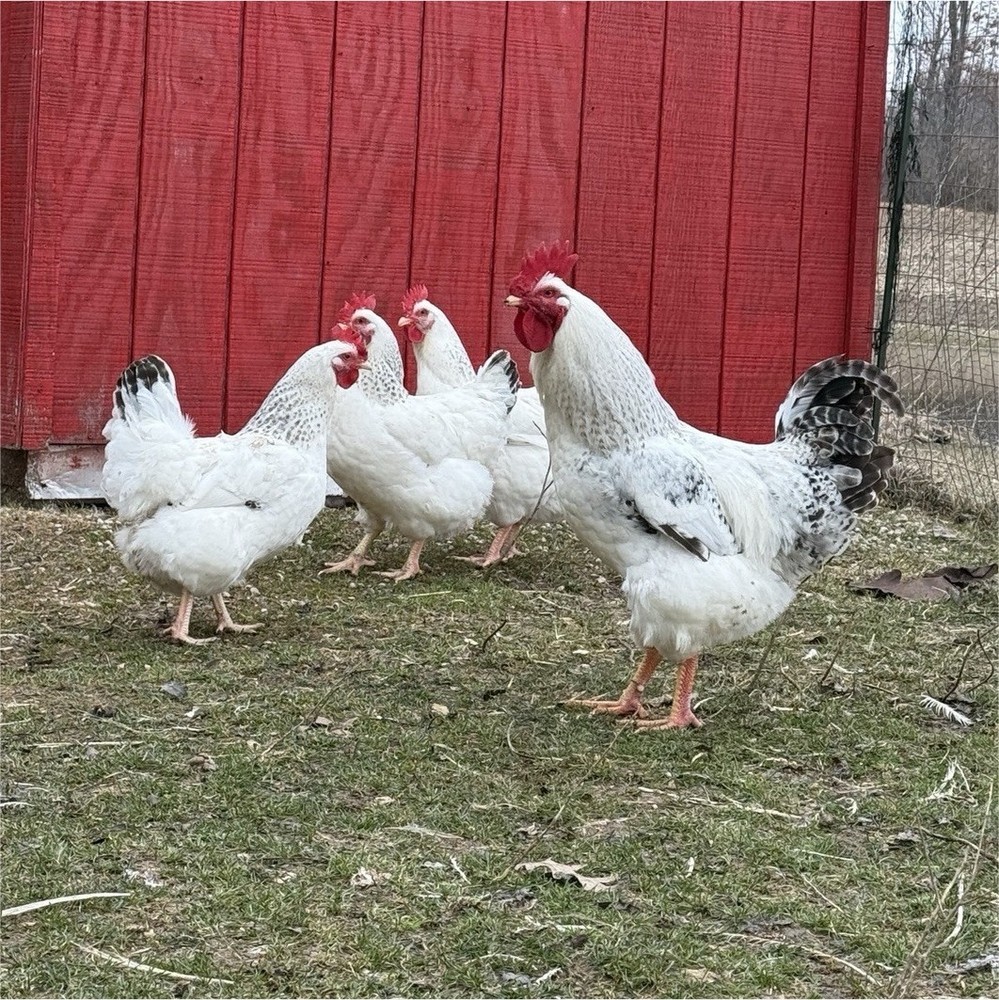 6 + Delaware Broiler Hatching Eggs