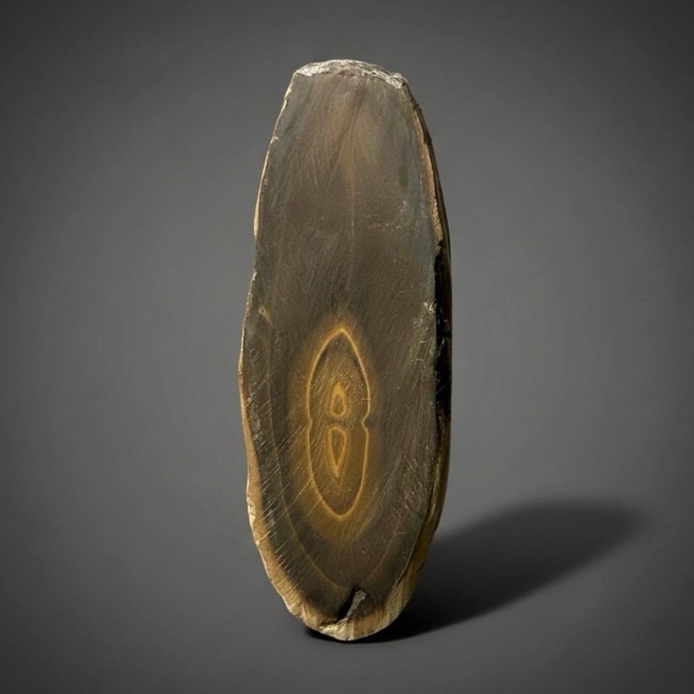Stromatolite Fossil Slice | Ancient Microbial Reef Structure | Saf Saf, Morocco