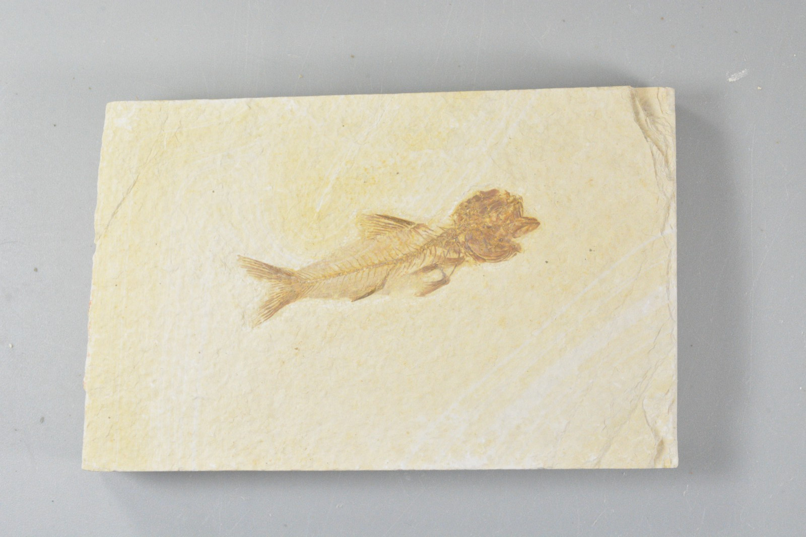 Amphiplaga Fossil Fish, Green River Formation, Wyoming