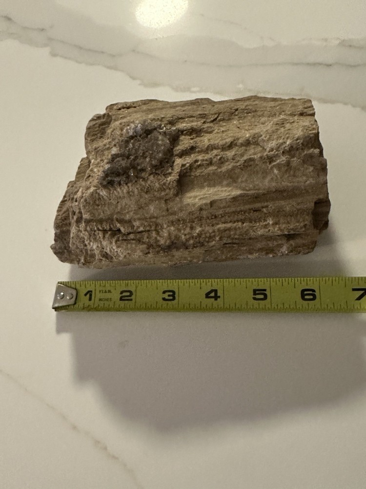 4 Pound Petrified Jurassic Tree Section With Crystal Formation