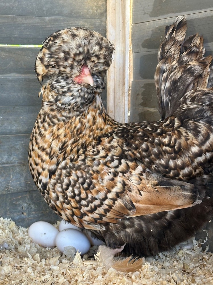 chicken hatching eggs for sale