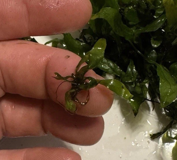 Java Fern 20+ Plants Microsorum pteropus - Live Aquarium Plant