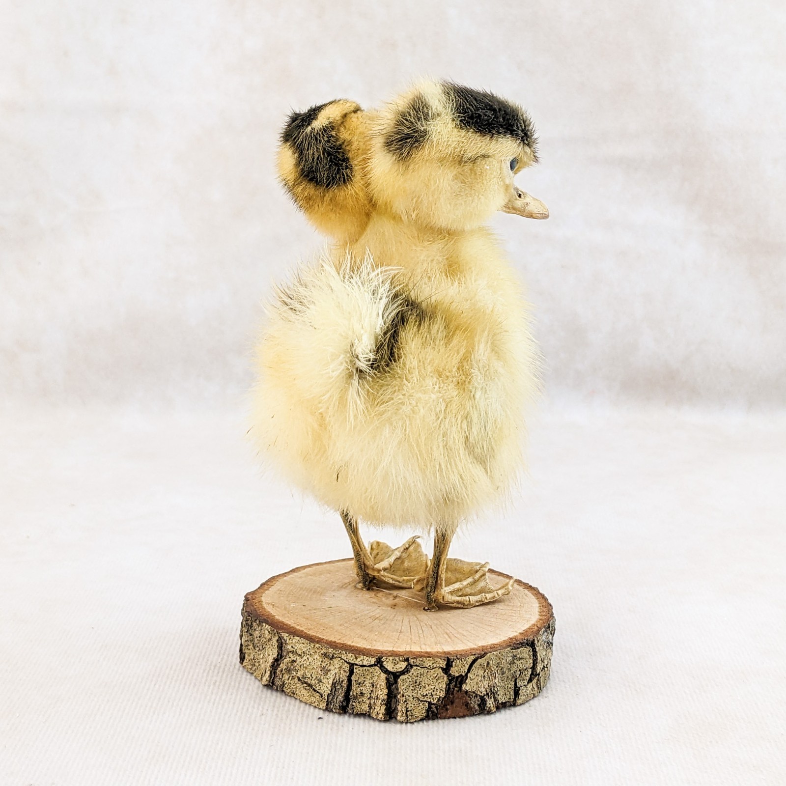 Two Headed Duck Duckling standing on wood species: Anas Platyrhynchos domesticus