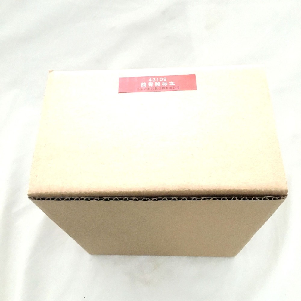 Dove Skeleton Bone Embedding Specimen Pigeon Model Teaching Education Study US