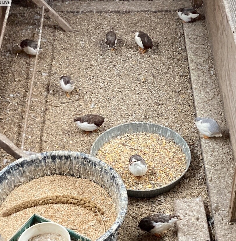 20 BLue Face Only BUTTON QUAIL EGGS These ship USPS PRIORITY READ ALL