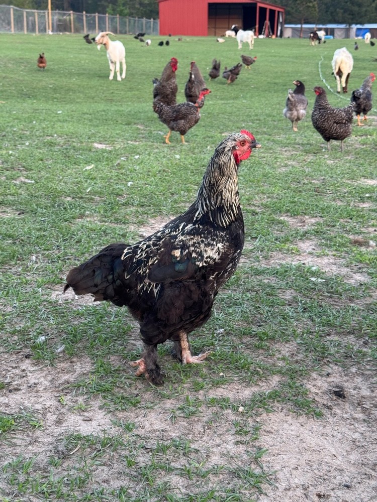 24 Rare Breed Mix Chicken Eggs