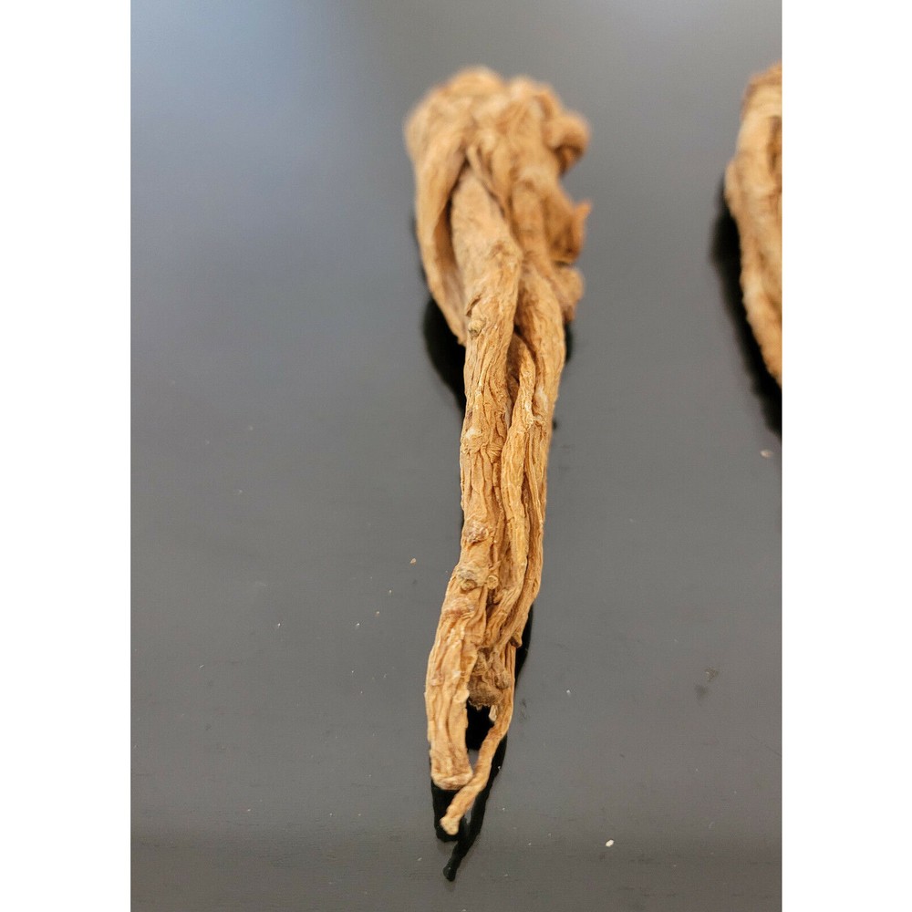 عرق السواحل العرق الشجري الروحاني القفاز النادر جدا بالضمان والتجريب