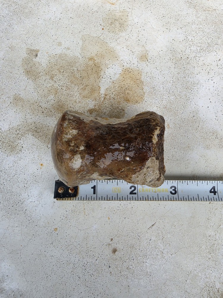 Partially Digested Mosasaur Thoracic Vertebrae TX Fossil Mosasaurus