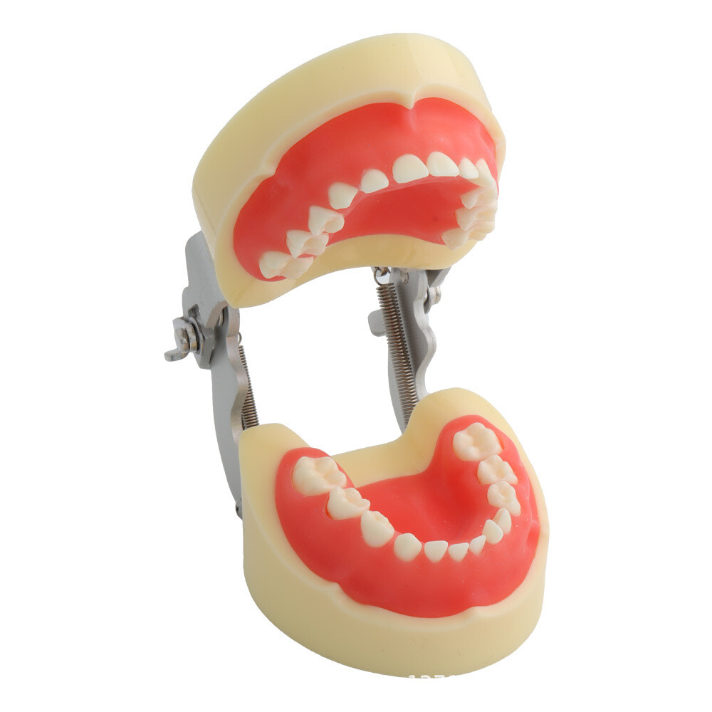 24 Teeth Removable Replaceable Children Deciduous Tooth Preparation Teacth Model