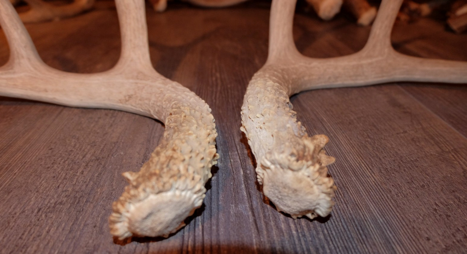 Nice Set Mule Deer Antlers Sheds Taxidermy Mount Cabin Decor Buck Horns