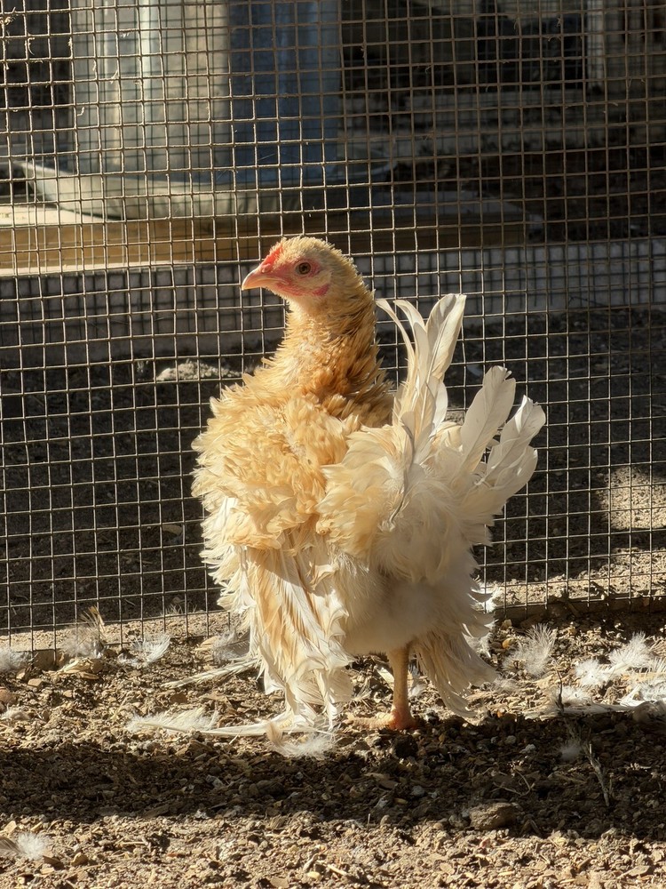 8 Serama Hatching eggs NPIP/AI and PT Clean