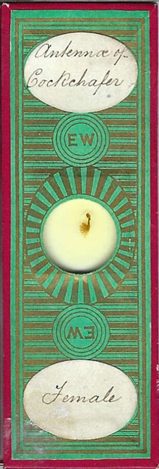 Cockchafer Antennae Female Microscope Slide by E. Wheeler