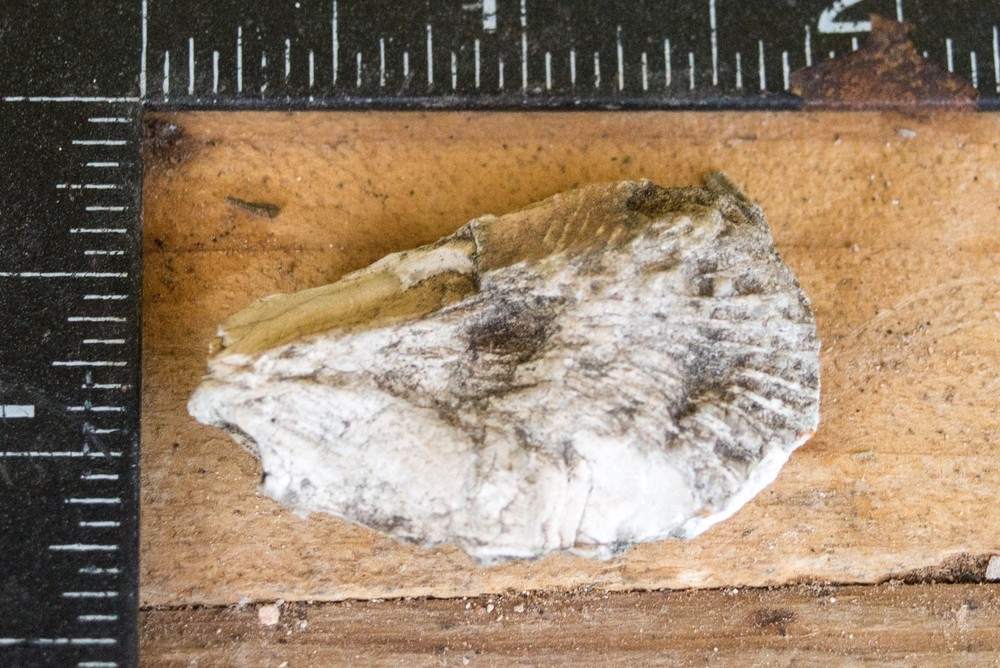 NE Oklahoma Fossil