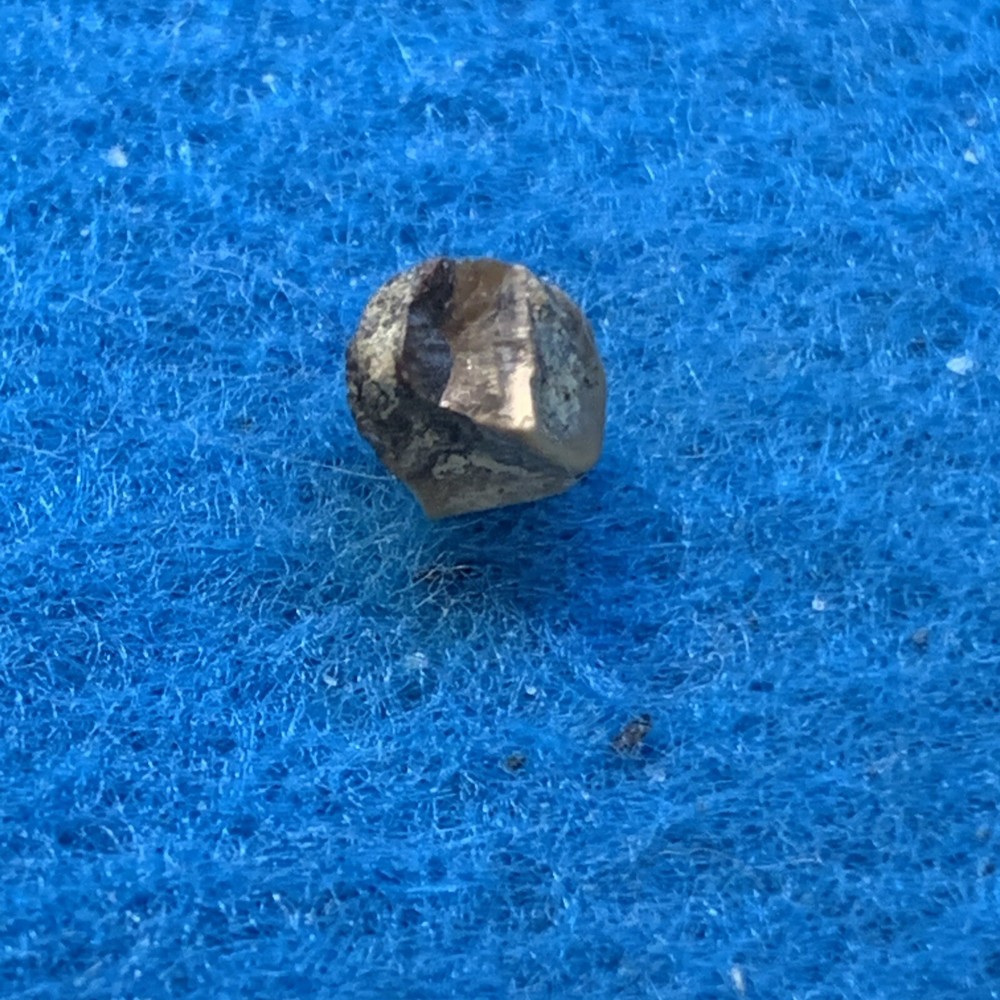 Edmontosaurus Extinct Dinosaur Tooth Fossil in Display Case