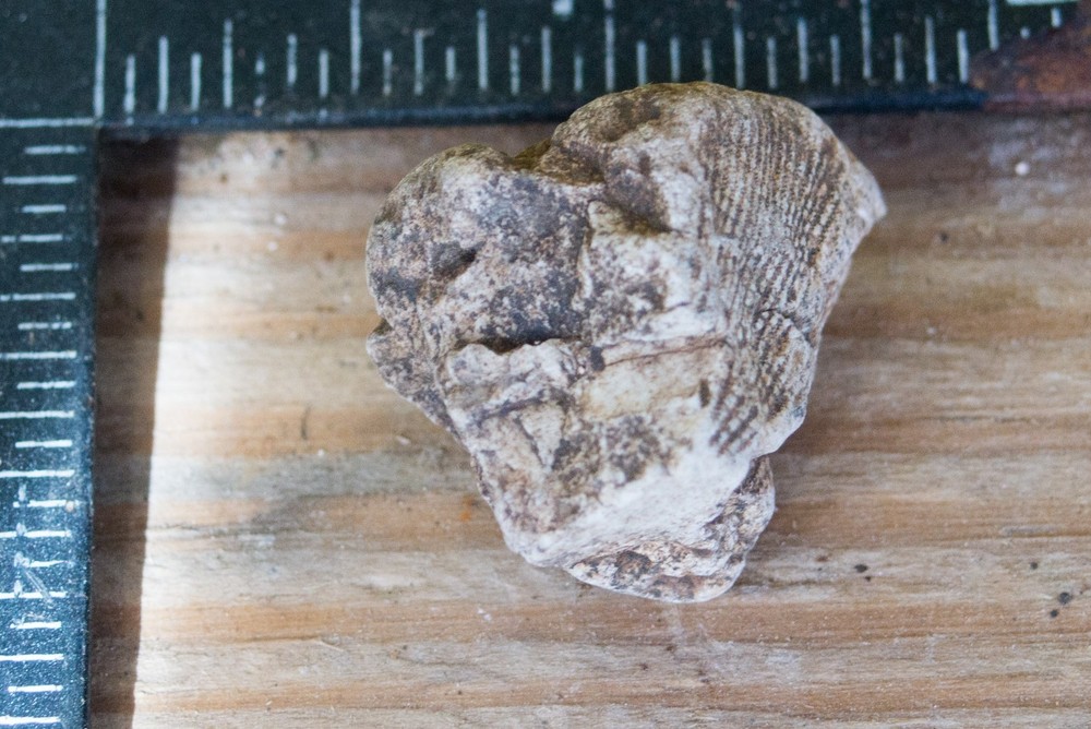 NE Oklahoma Fossil