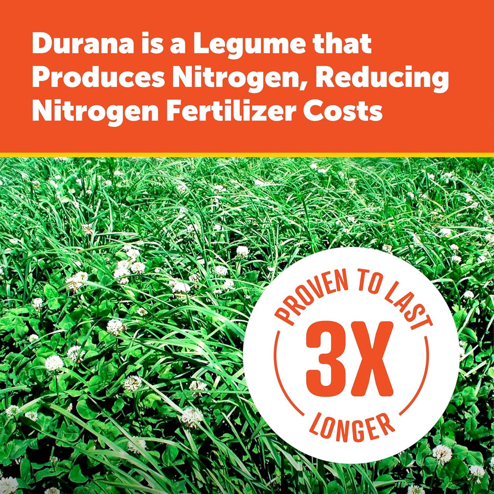 Pennington Durana White Clover