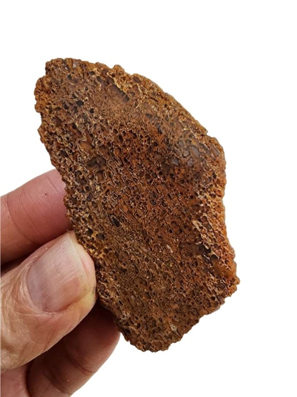 Dinosaur Gem Bone Mini End Slab 20.7 grams.