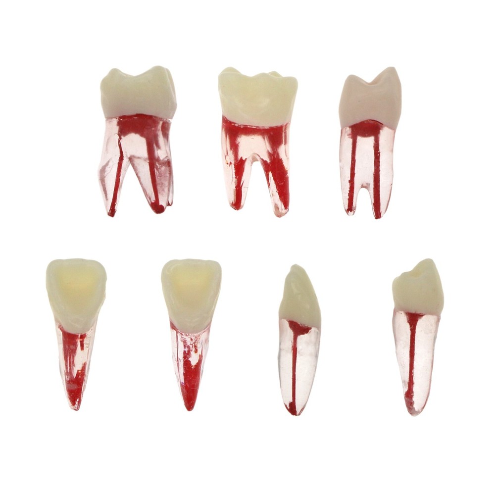 Dental Root Canal Practice Model Teeth Pulp Study RCT Endo File 7 Sizes