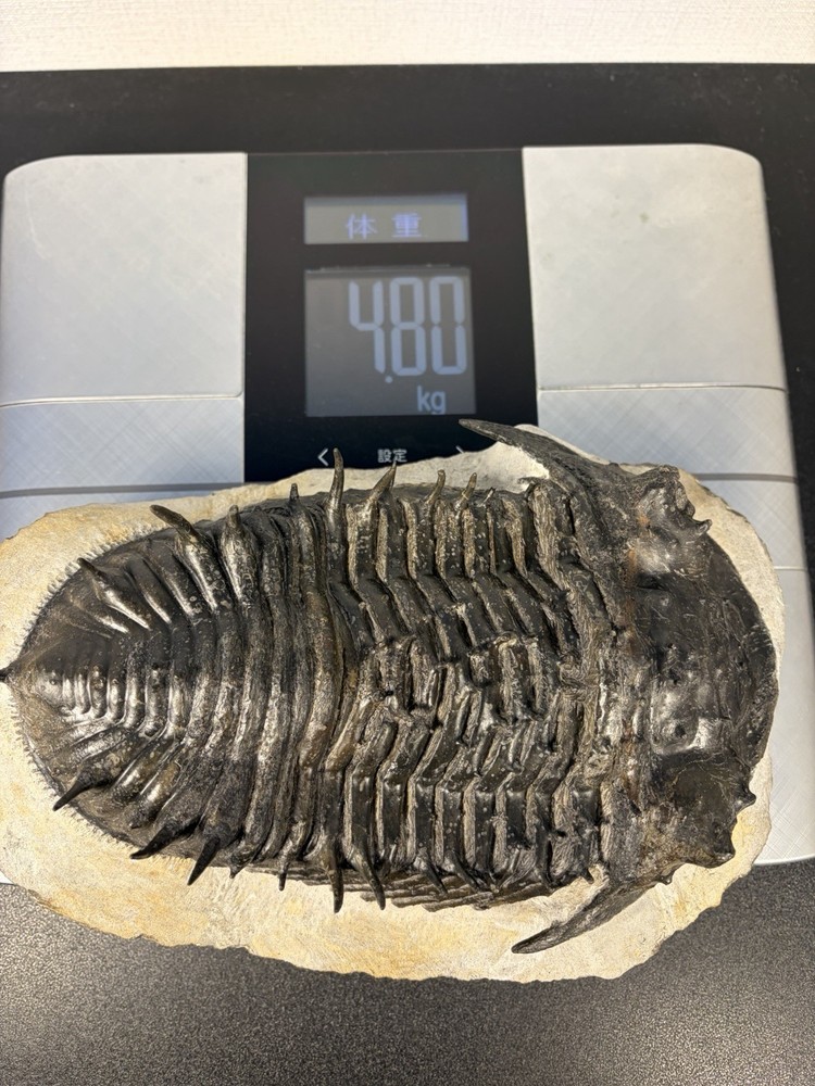 trilobite