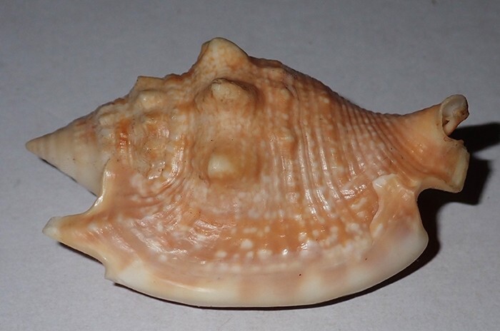 60 mm GREAT PATTERN Strombus Bulla Conch Seashell #AB3 From OKINAWA