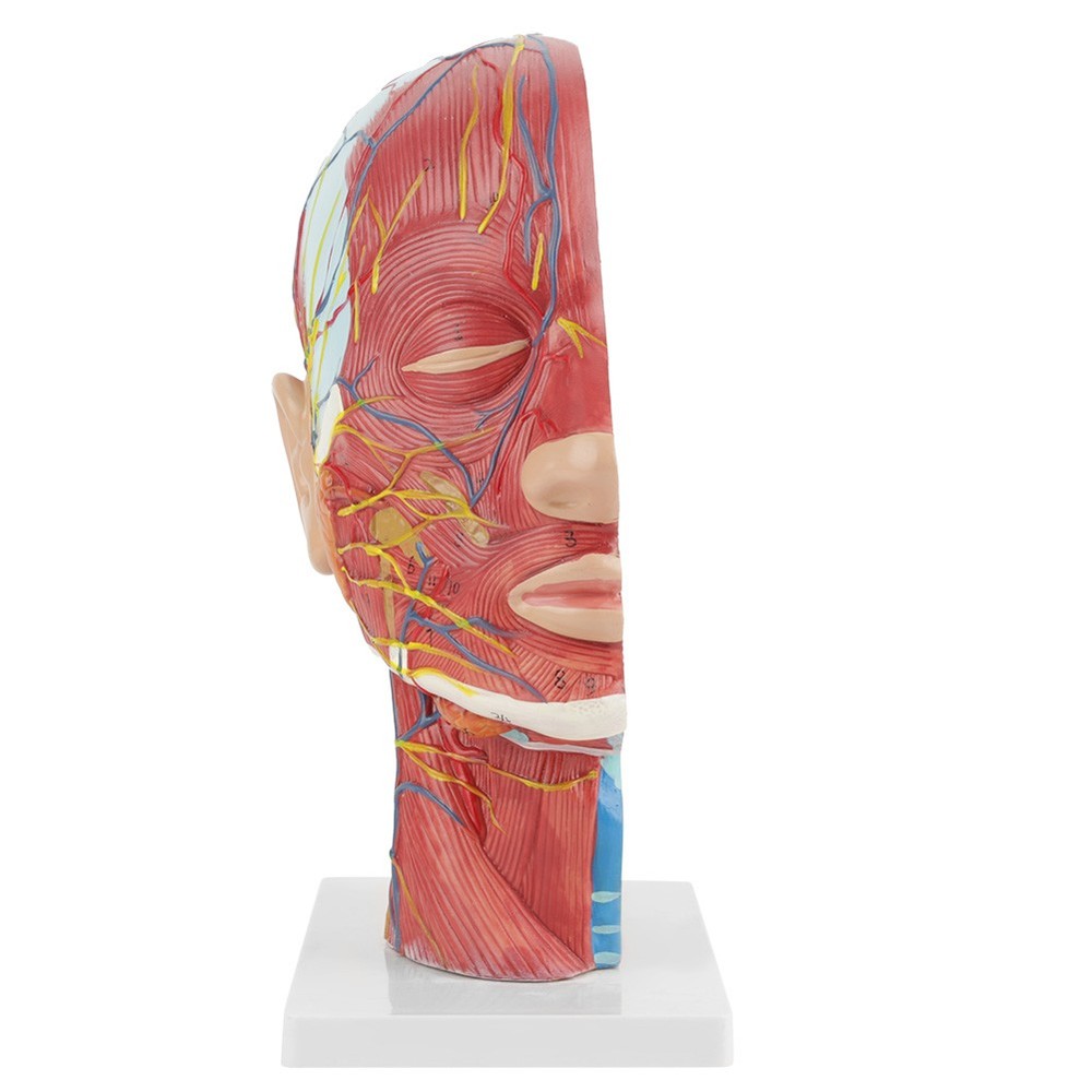 Anatomical Life Size Head Brain Neck Section Study Model New