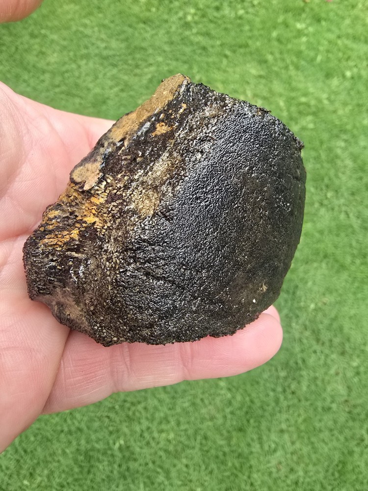 Partially Digested Caudal Tail Vertebrae - TX Mosasaur