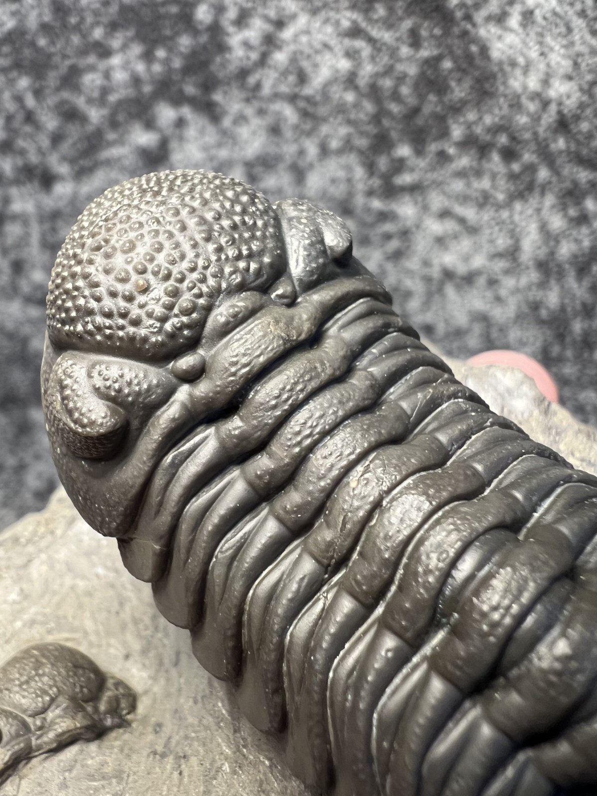 Moroccops sp. Trilobite Fossil – Attractive Collector Specimen