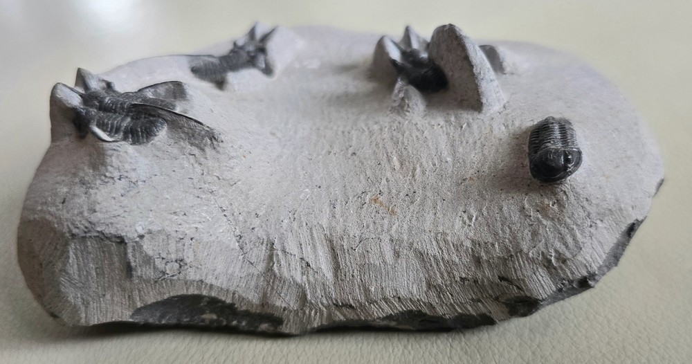 " Devil Horned " Cyphaspis Walteri Multiple With Gerastos Multi Fossils