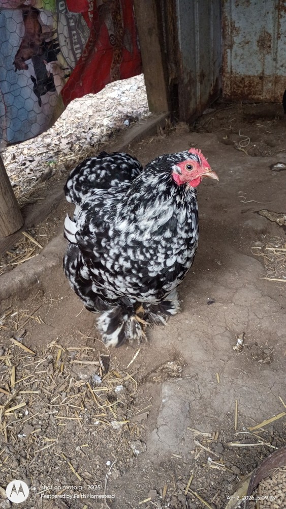 Bantam Cochin Hatching Eggs 12 ++ Assorted Colors NPIP