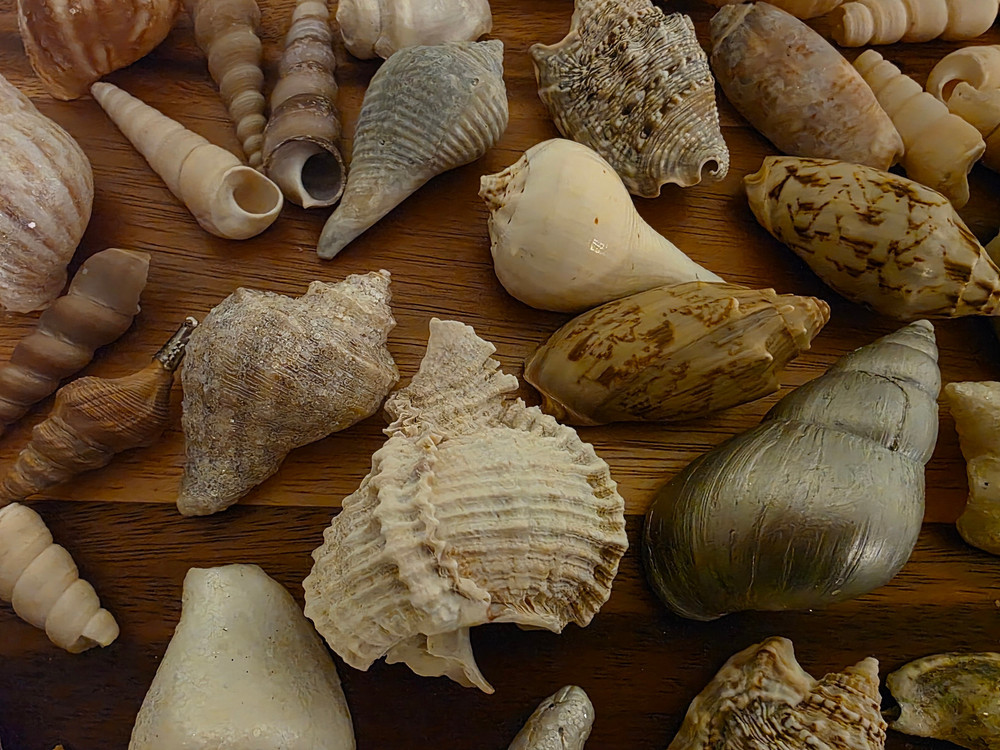 Ocean Seashell Lot - Estate Find
